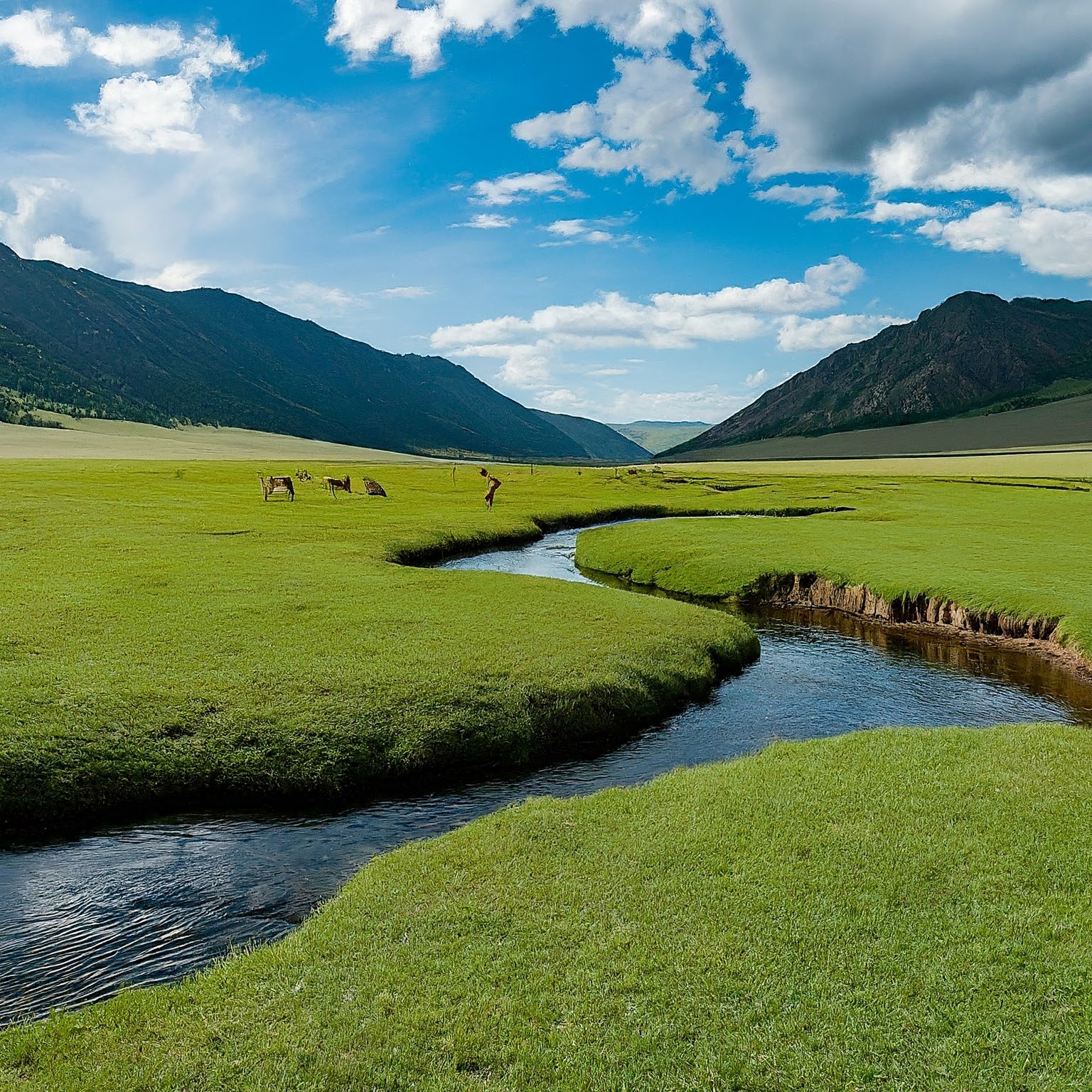 Lush green valley with a river and wild deer in Hustai National Park, Mongolia.