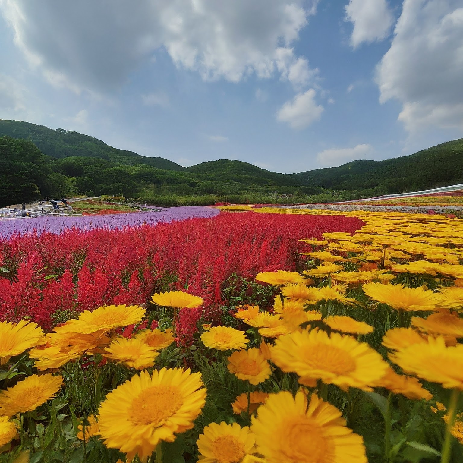 Vibrant flower field with colorful blooms in The Garden of Morning Calm, South Korea.