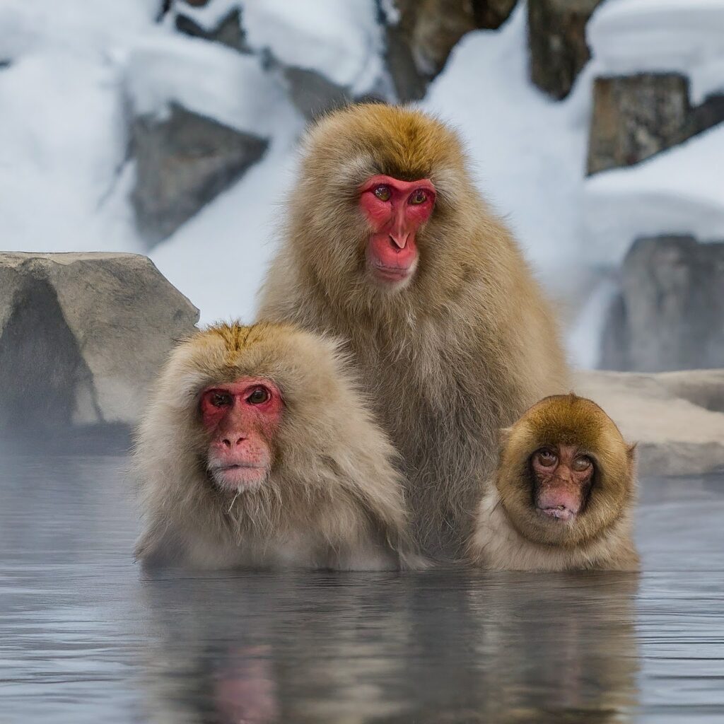 Japanese macaques, also known as snow monkeys, bathing in a hot spring at Jigokudani Monkey Park, Japan.