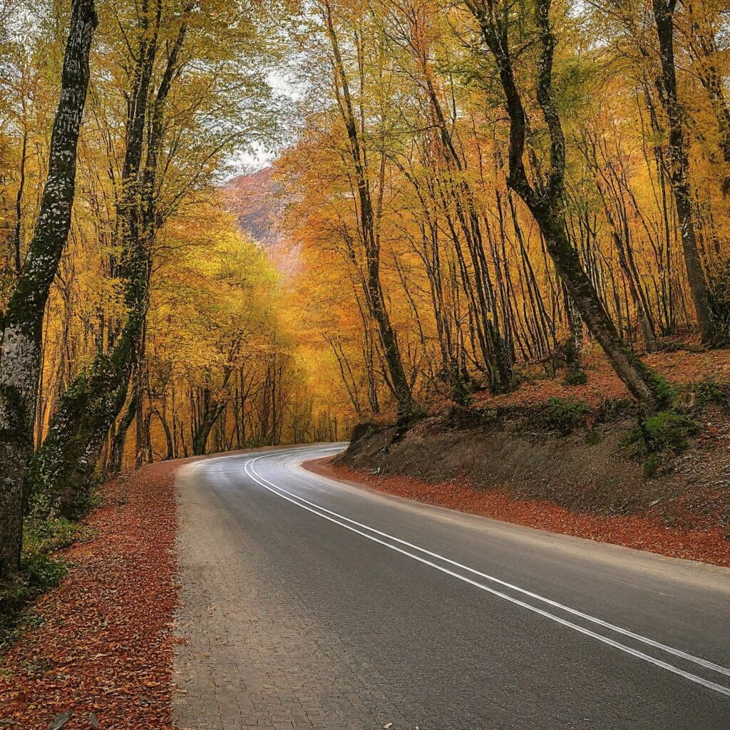  Scenic autumn forest road in Zaqatala, Azerbaijan.