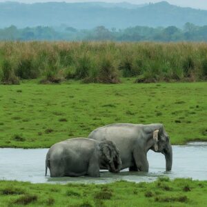 Herd of Asian elephants wading through a lake in Kaziranga National Park, India, with lush green scenery.