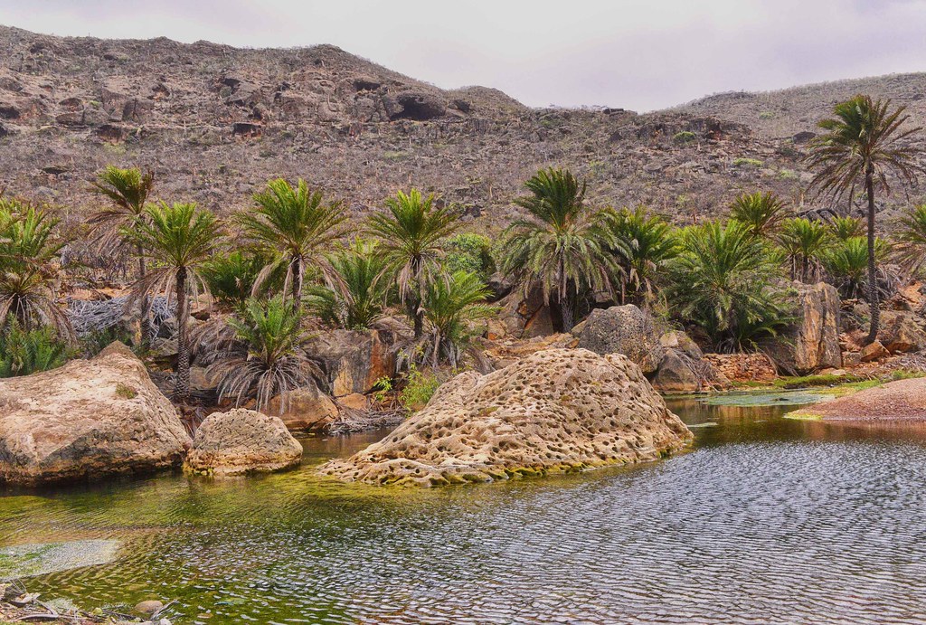 Socotra Island, yemen