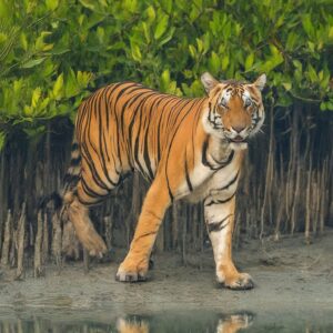 Royal Bengal tiger in the Sundarbans National Park, India, with visible stripes and foliage.