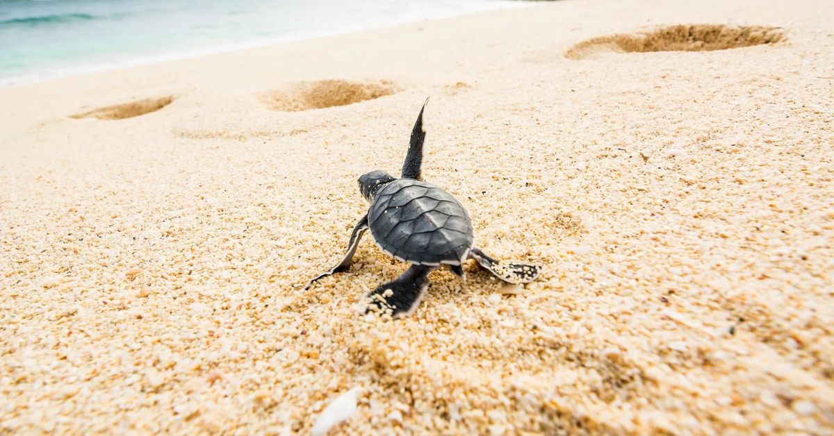 Check Out Sea Turtle Nesting Experiences